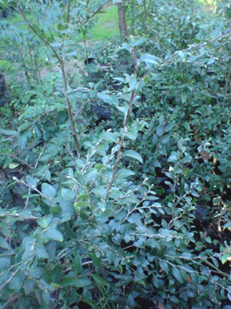 COIHUE